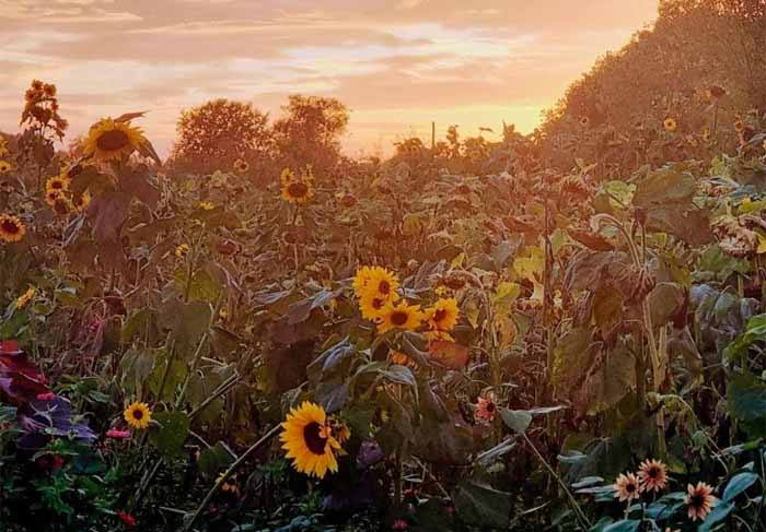 Dog Friendly Kent Weekend Guide 01 August 2026 02 August 2026